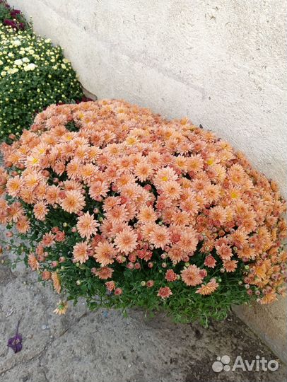 Хризантемы мультифлора в горшках 5 л