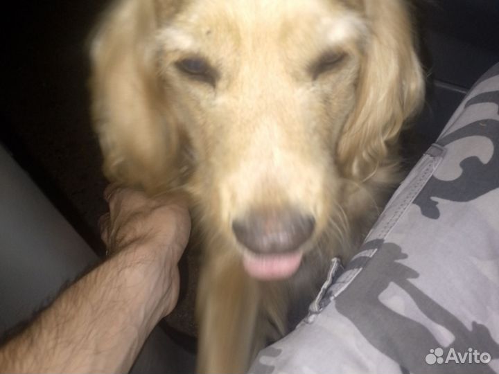 Найдена собака