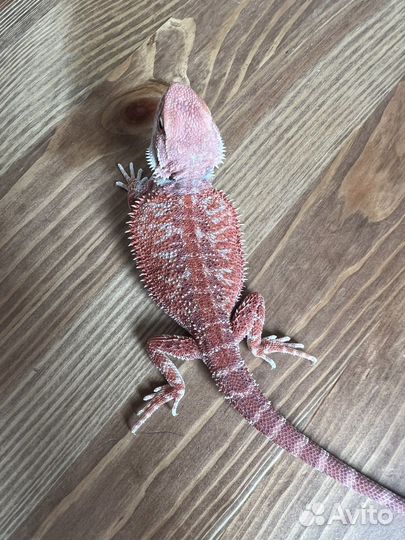 Агама ред самка