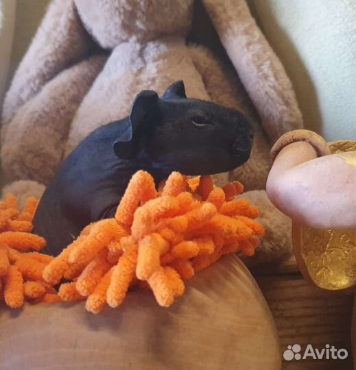 Морская свинка Скинни