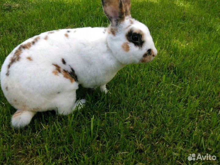 Кролики породы рекс