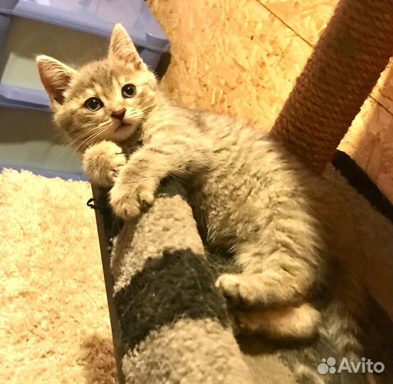 Маленькая Тонечка хочет домой