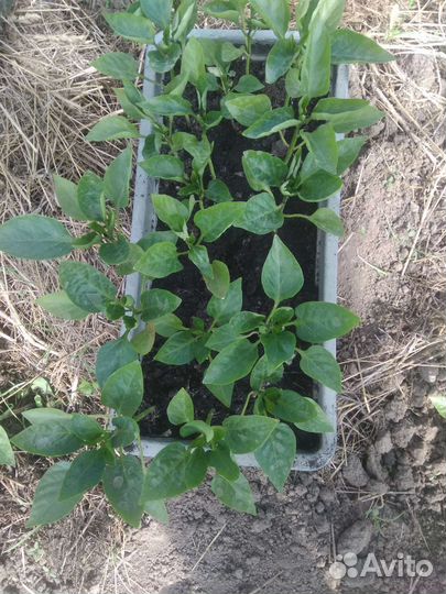 Рассада помидор и перцев