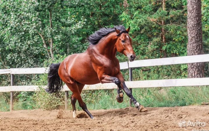 Огромный 176 вх жеребец в любую дисциплину
