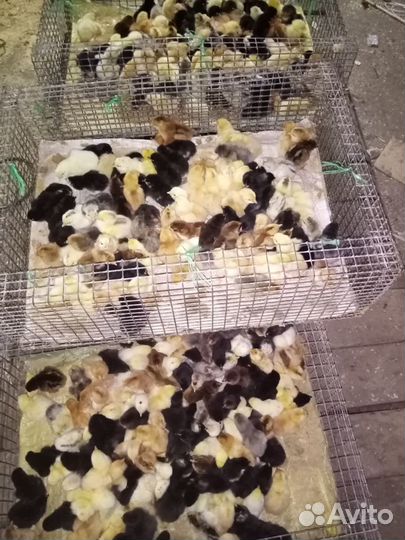 Цыплята несушки