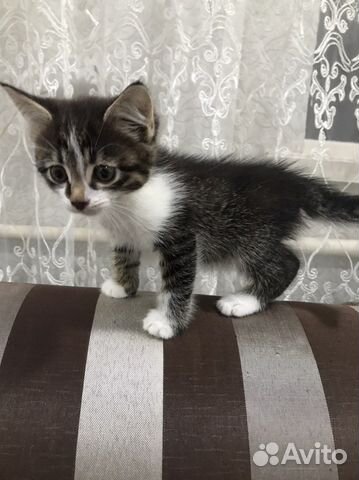 Кошка