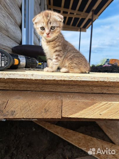 Кошка вислоухая