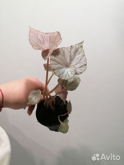 Бегонии декоративнолиственные детки