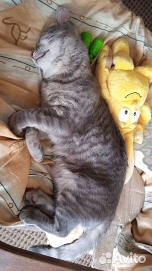 Кот в добрые руки