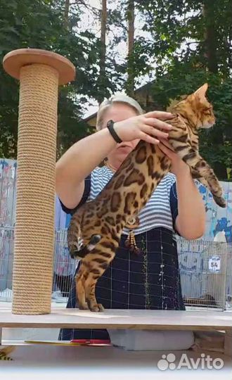 Вязка с бенгальским котом