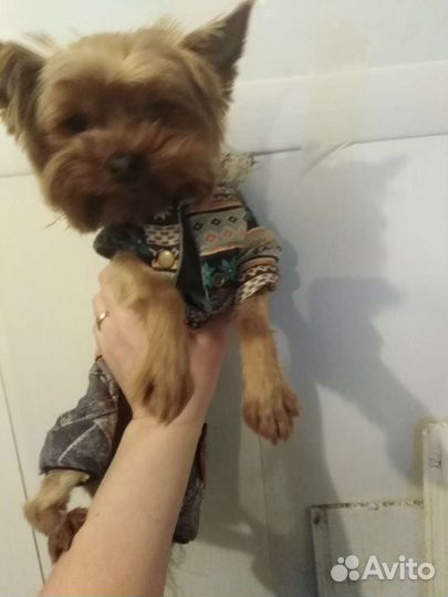 Йоркширский терьер вязка мини, вес 1.8