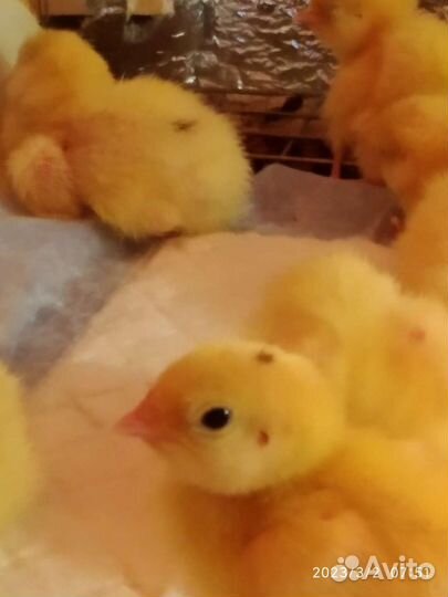 Цыплята перепела