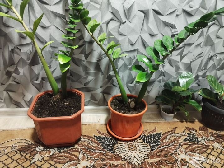 Замиокулькас фикус