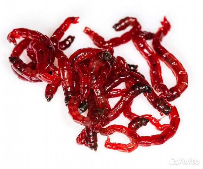 Мотыль насадочный и прикормочный, опарыш