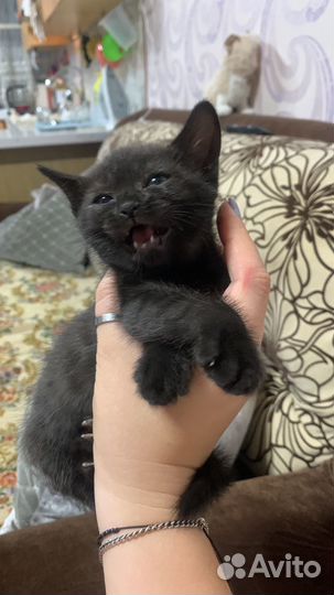 Черный котенок