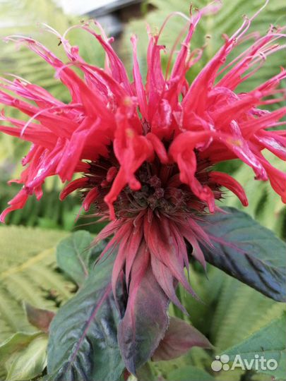 Садовые многолетние цветы