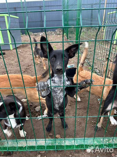 Собака подросток в добрые руки