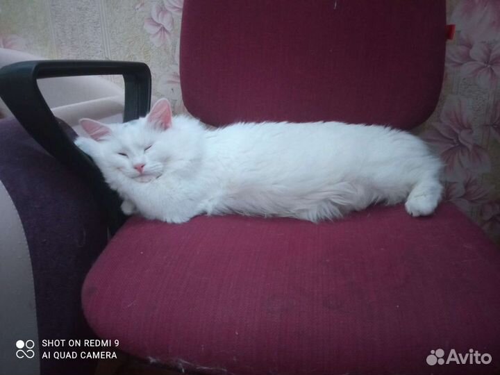 Случка кошки