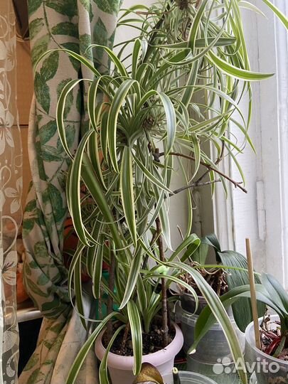 Хлорофитумы и другие цветы