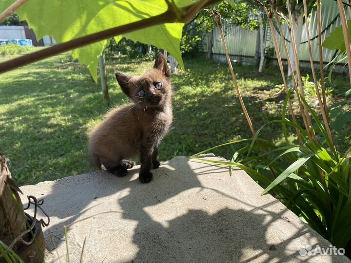 Котята в добрые руки мальчики