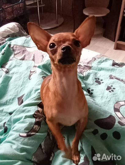 Вязка собак