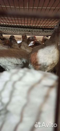 Цыплята, утята, гусята