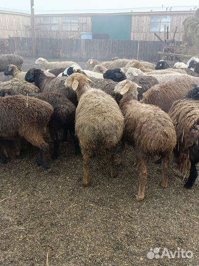 Курдючные бараны на мясо и племя