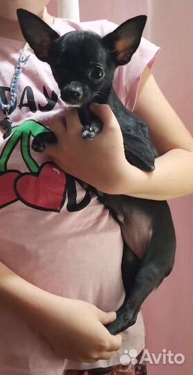 Собака чихуахуа
