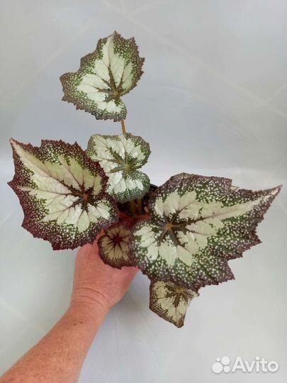 Часть 3. Бегонии декоративнолиственные