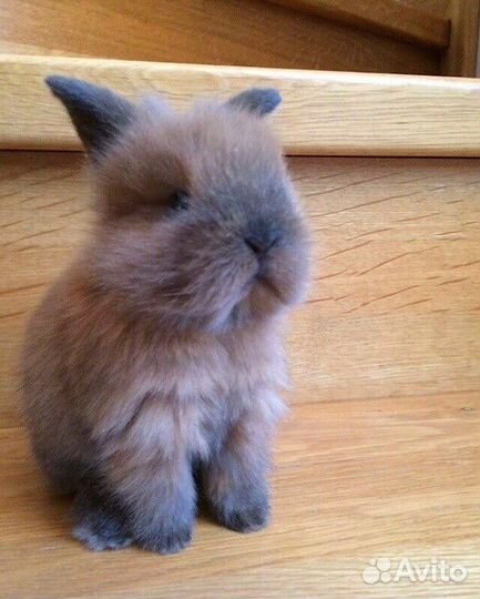 Много Карликовых Кроликов в Питомнике