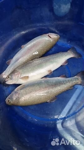 Радужная форель малек