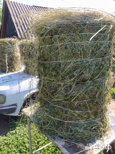 Разнотравье