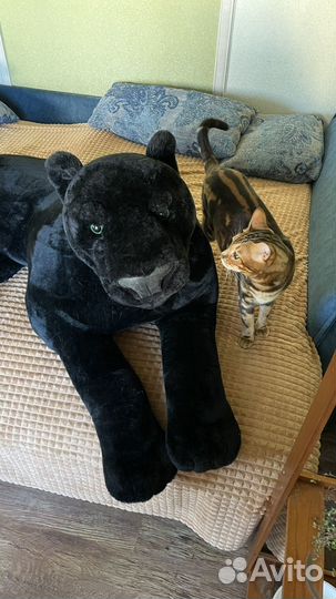 Пантера огромная