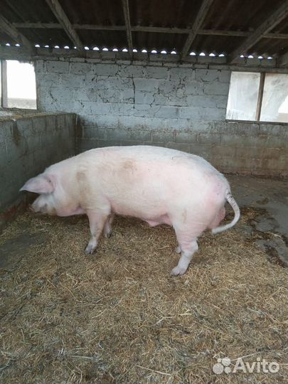 Хряк на племя