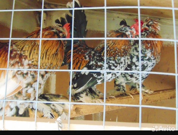 Молодые петушки