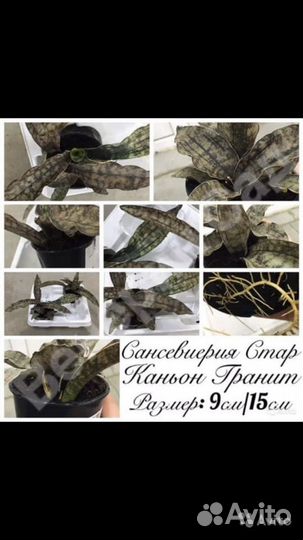 Сансеверия/Церопегия/агава