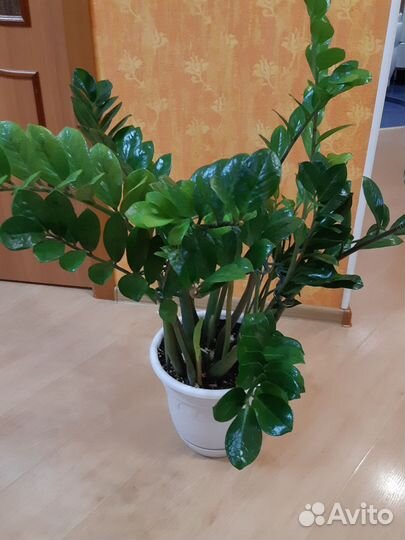 Замиокулькас