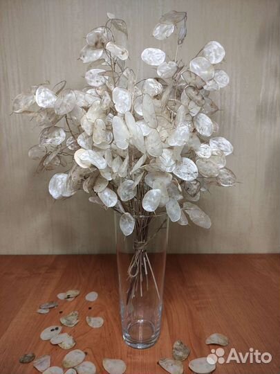 Лунария (лунник) сухоцвет букет