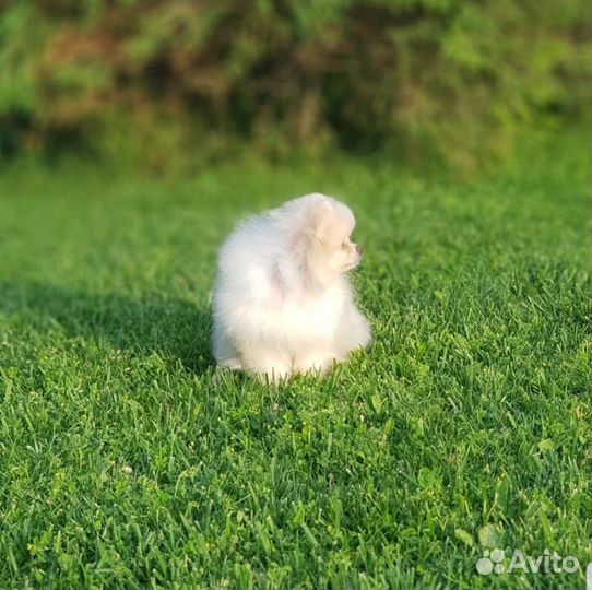 Девочка померанский шпиц