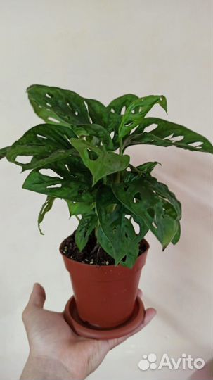 Крестовник роули, монстера манки