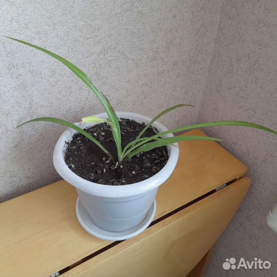 Хлорофитум