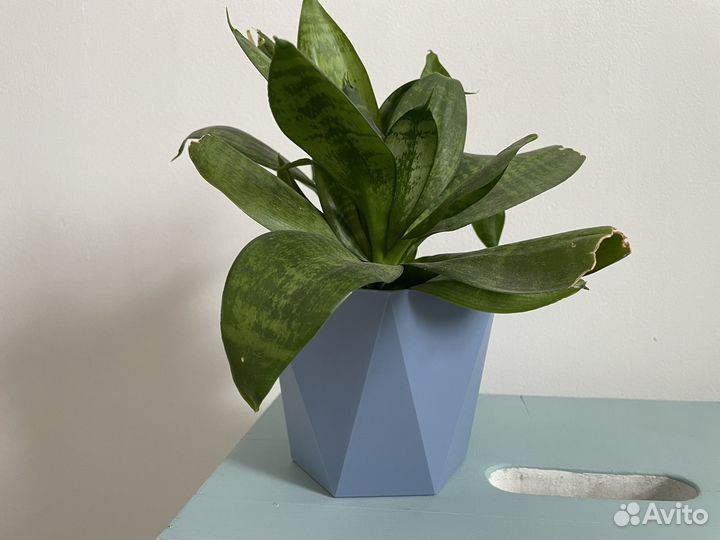 Сансевиерия растение цветок бесплатно