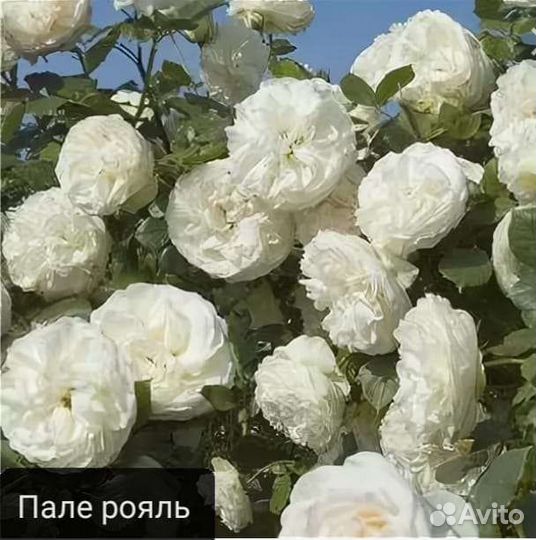 Плетистые розы