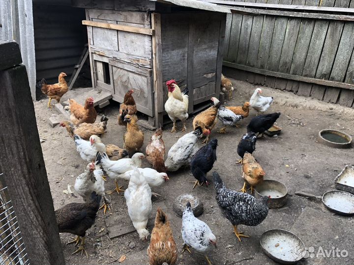 Продам петухов и кур