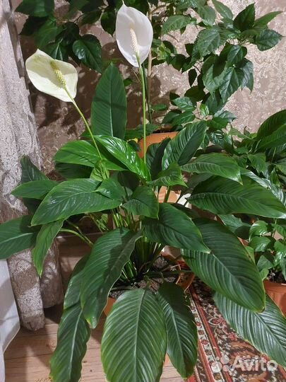 Цветы домашние. Большие размеры, для офиса