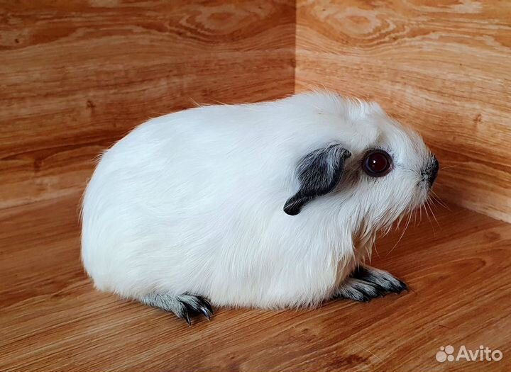 Морская свинка. Девочка