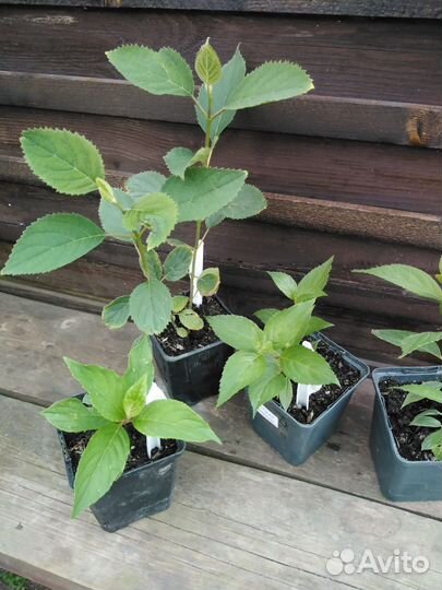 Гортензия метельчатая, древовидная