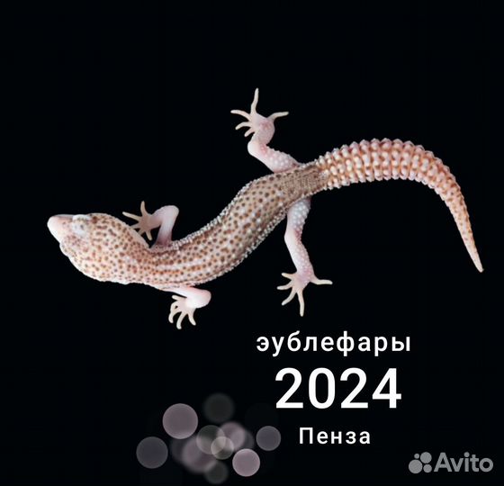 Эублефары малыши 2024