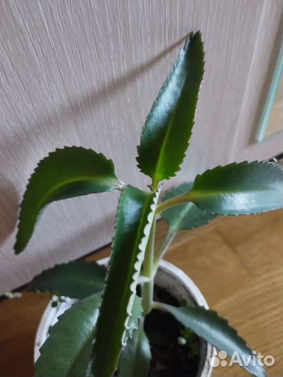 Каланхоэ лечебное