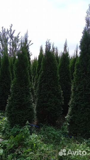 Туи,самшит, голубые ели оптом